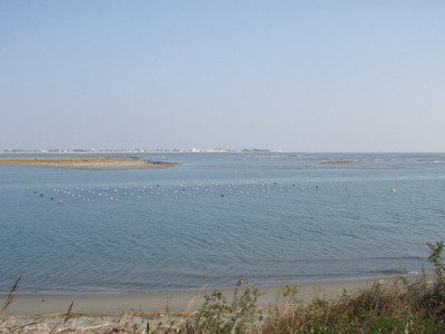 Yoshinogawa Estuary