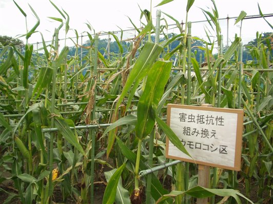 2005-9-7モンサント圃場