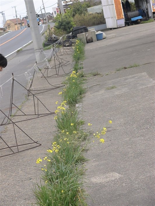 千葉県香取市にて