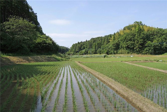 写真2-02瀬又谷津田