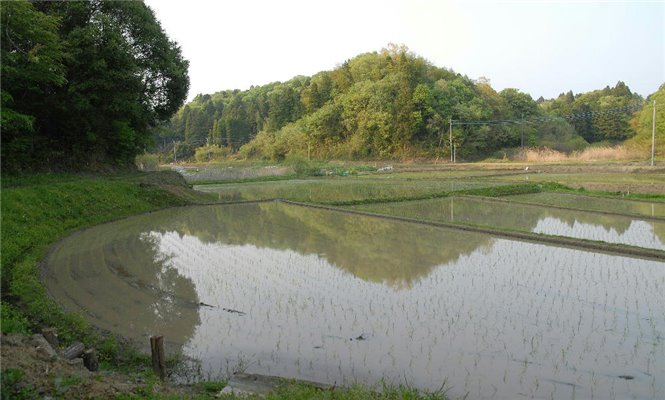 写真2-03田植え