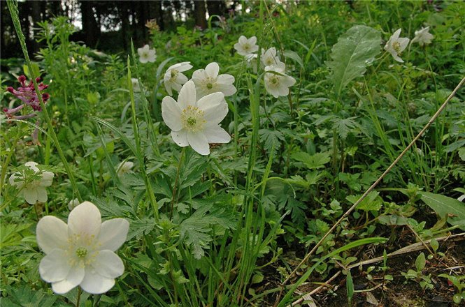 写真2-08イチリンソウ