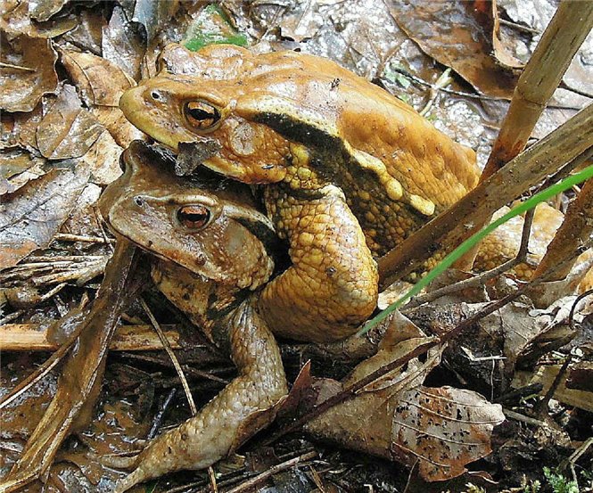 写真2-11アズマヒキガエル